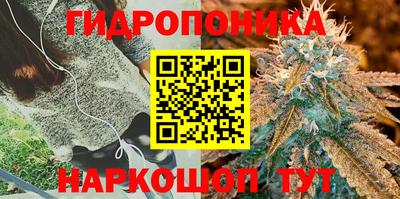 гашик Малгобек