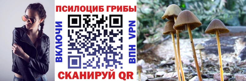 Галлюциногенные грибы Cubensis  магазин продажи   это наркотические препараты  Геленджик 