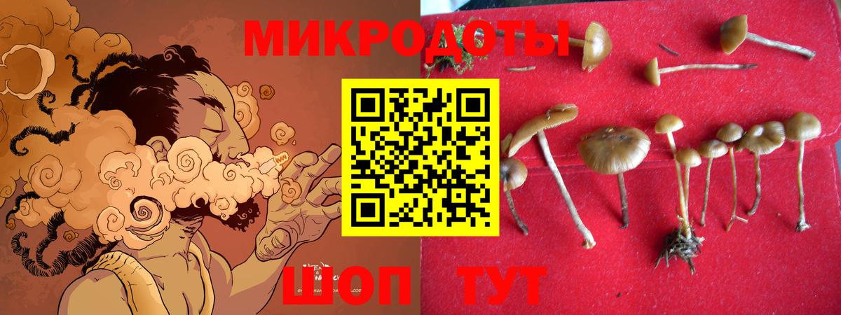 Псилоцибиновые грибы Psilocybe Геленджик